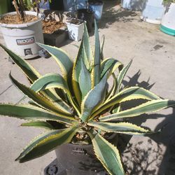Agave American Veragated 