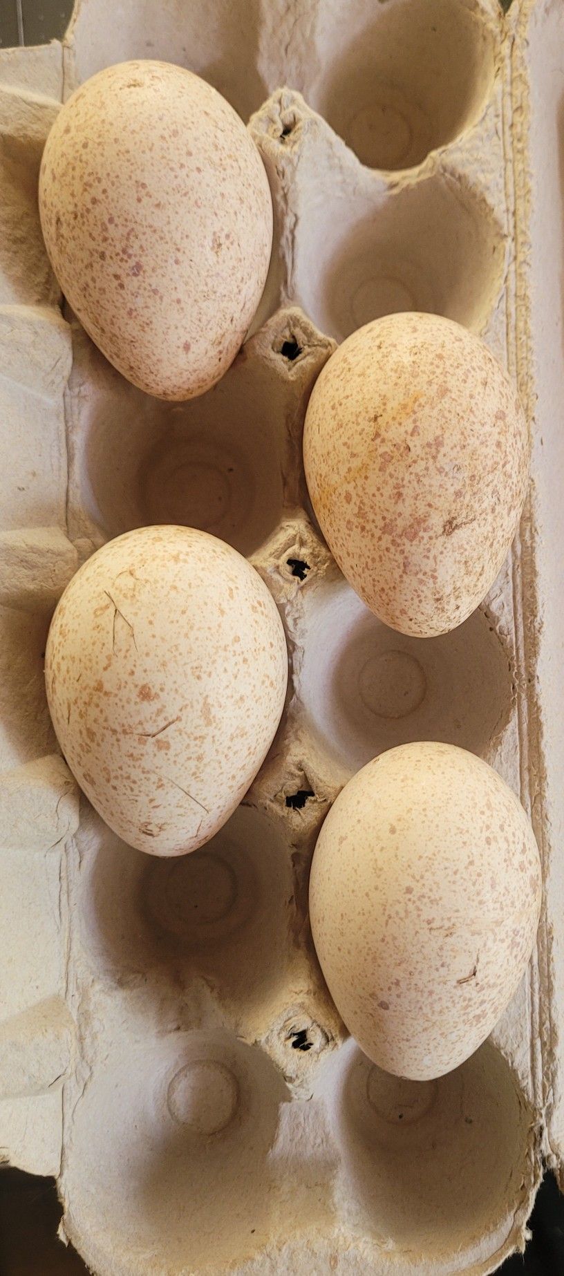 Duck, Turkey And Goose Eggs for Sale in Elma, WA OfferUp