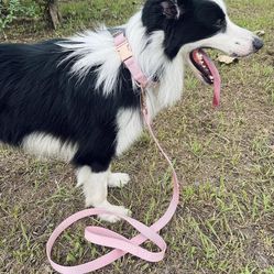 Dog Leash And Collar Set