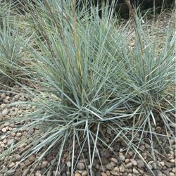 Blue Oat Grass