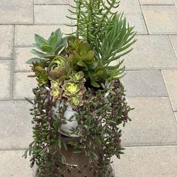 Assorted Succulent Plants 