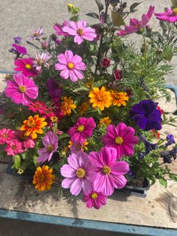 Flowers. Color mix Flores