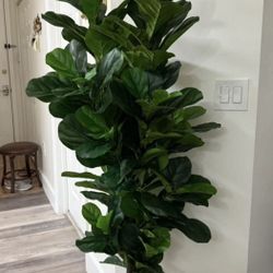 Pretty Artificial Plant 6 Ft Tall Fig Tree! Brand New