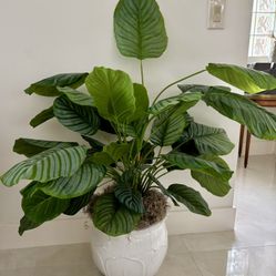 Artificial plant with ivory ceramic 5 gallon pot