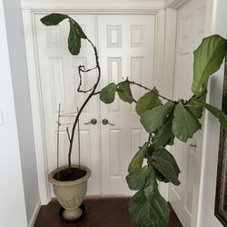 Plant 