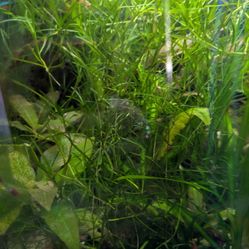 Guppy Grass $5