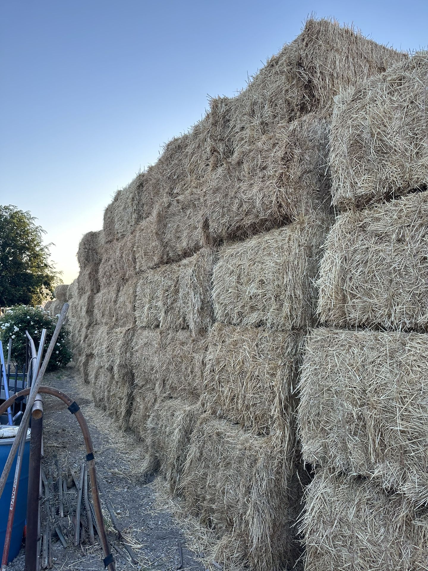 Hay Ray Grass/ wheat Hay 