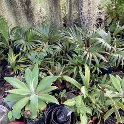 Blue  Agave  20 And Bottle Palm And More