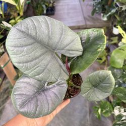 4” Alocasia Reginae