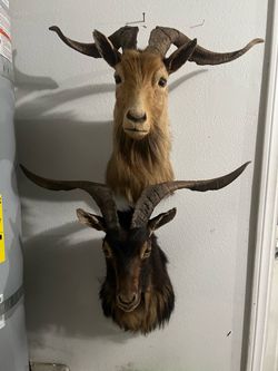 Taxidermy