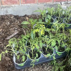 Chiles Plantas Picoso