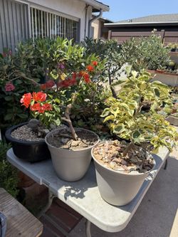 Plantas