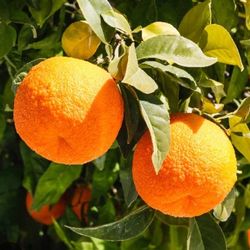 Organic Sour Oranges/Naranja Agria