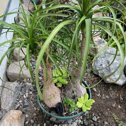 Ponytail Palm Plants