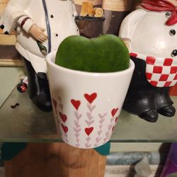 HOYA HEART IN HEART VASE LAST ONE $20 PLUS MANY MORE SALE ON SATURDAY STARTS AT NOON SAN LORENZO 