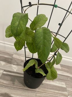 Hoya plant