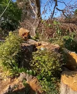 Stumps Grinding