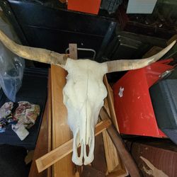 Texas Longhorn Steer Skull 