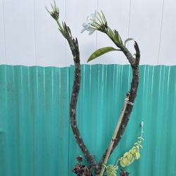 Yellow And White Plumeria