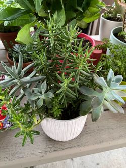 Succulents Mix Plants