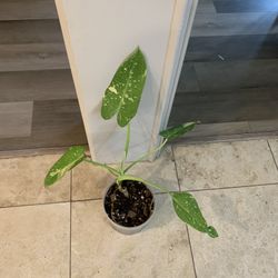 Philodendron Jose Buono plant 