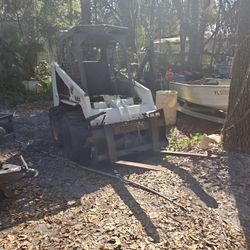 Bobcat
