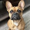 Frankie