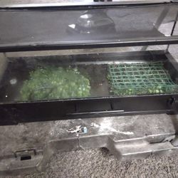 Lizard Aquarium 50 Bucks