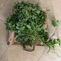 Fresh Picked Moringa Leaves & Pods
