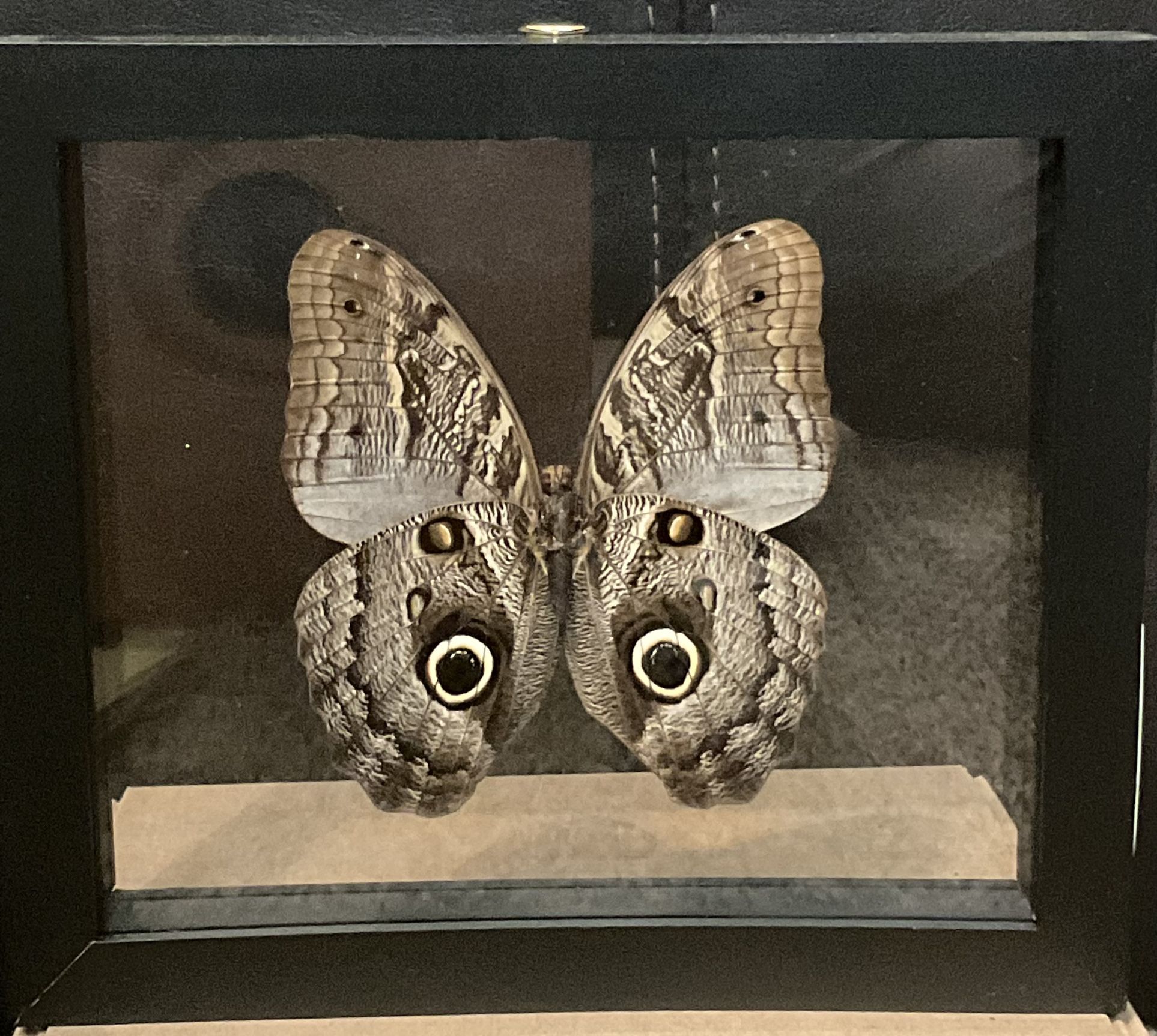Owl Eyes Real Peruvian Butterfly Moth Double Glass Wood Frame