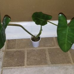 Burle Marx Philodendron  Plants