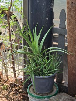 Aloe vera plant