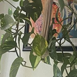  Marble Trailing Pathos Plant