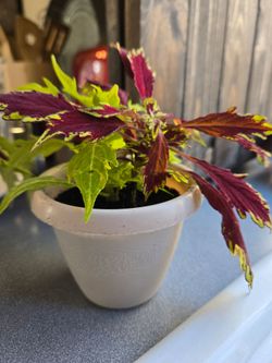Coleous plant