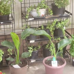 White Bird Of Paradise Plants