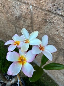 Beautiful Shaped Plumeria with Blooms
