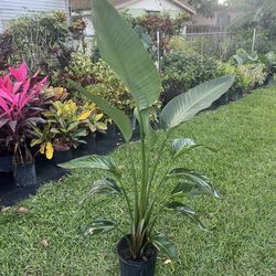 BIRD OF PARADISE PLANT Triple ( 3 gallon pot - Indoor Air Purifying) Bold, Elegant