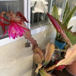 Epiphyllum Flower Hoa Quỳnh