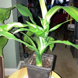 Corn plant sapling young Plant the fourth picture is the mother plant