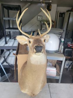 White Tail Deer Shoulder Mount