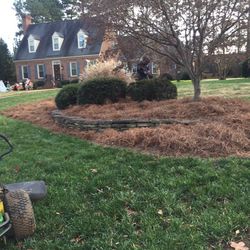 Pine Needles