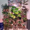 Plant Lady