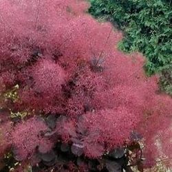 Smoke Tree Starts Available 