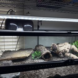 Leopard Gecko Setup , Terrarium . 