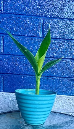Small canna Lilly