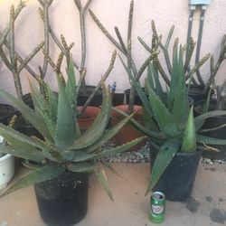 Large Aloe Vera Plants In Pot