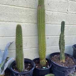 Plant Diferent Price $5 $8 And $15