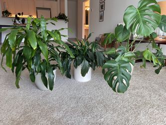 3 live indoor plants in heavy ceramic pots