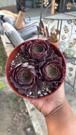 Aeonium blushing beauty