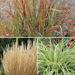 Ornamental Grass Plants — So Many Varieties !